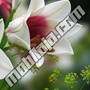 Beli cvet