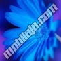 Tamno plavi cvet...