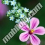 Lila cvet