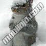 Veverica i sneg...