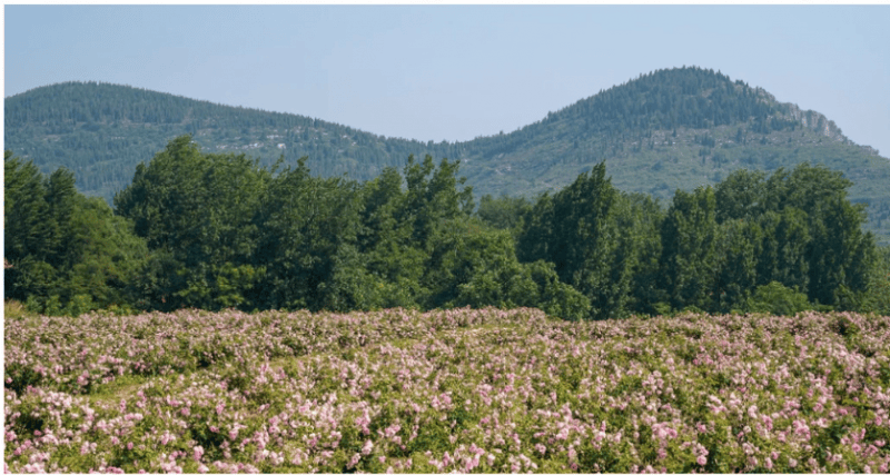 链生态以长期主义深耕个人护理赛道不朽情缘版半亩花田构建花植全产业(图1) 链生态以长期主义深耕个人护理赛道不朽情缘版半亩花田构建花植全产业(图1)